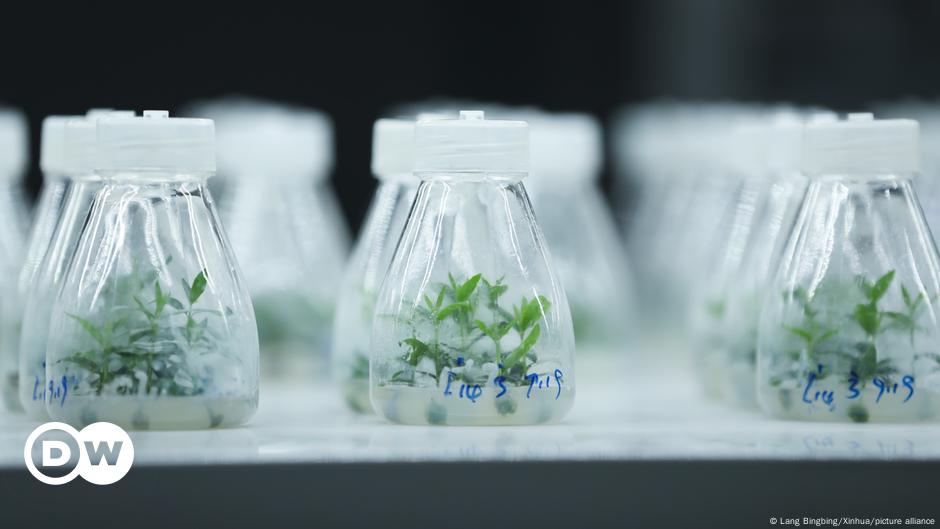 Germinan en China olivos mutados en el espacio – DW – 20/11/2024