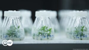 Germinan en China olivos mutados en el espacio – DW – 20/11/2024