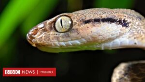 Guam | "Devoran todo lo que encuentran": la isla de EE.UU. con más de dos millones de serpientes que exterminaron las aves y ahora amenazan el bosque