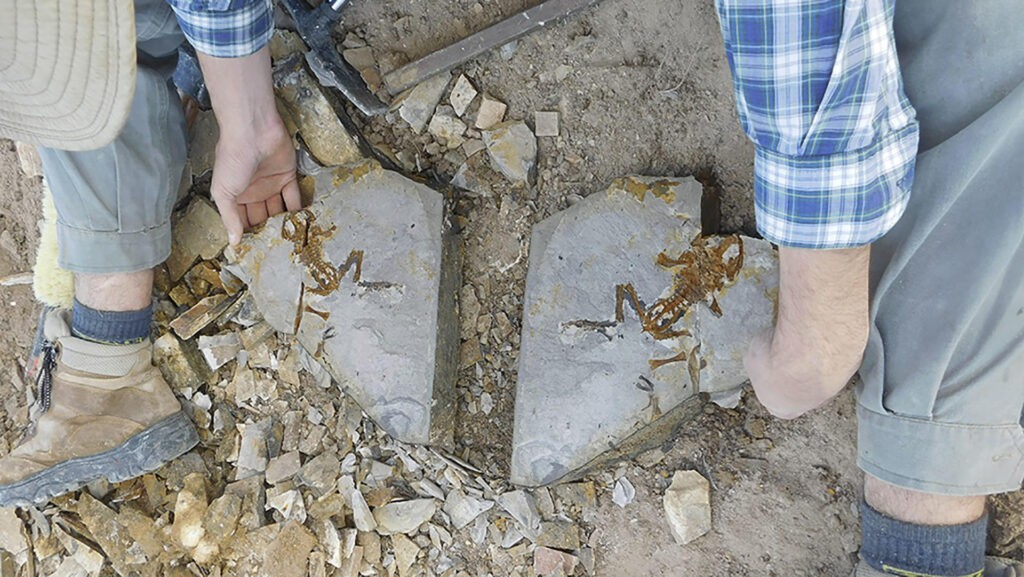 Hallan en Argentina el renacuajo más antiguo, un fósil de unos 161 millones de años