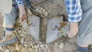 Hallan en Argentina el renacuajo más antiguo, un fósil de unos 161 millones de años
