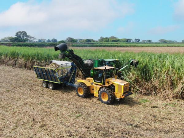 Incauca elimina la quema de caña y mecaniza 100% su cosecha, impulsando sostenibilidad | Agro | Economía