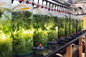 La "lechuga marina" no es solo para ensaladas. Acabamos de descubrir un nuevo método para extraer sus proteínas
