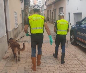 La unidad canina de los Mossos busca desaparecidos en Chiva, Valencia