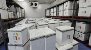 Llegaron al país vacunas contra la fiebre amarilla