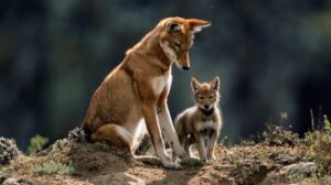 lobos etíopes
