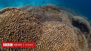 Megacoral: Un buzo español encuentra en el océano Pacífico el coral más grande del mundo