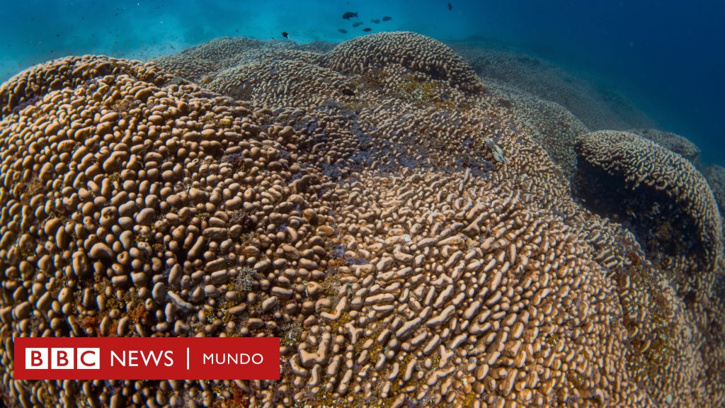 Megacoral: Un buzo español encuentra en el océano Pacífico el coral más grande del mundo