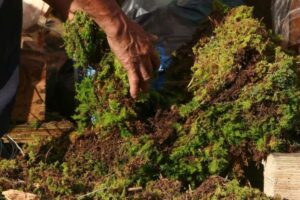 ¡Navidad sin musgo! La tradición que amenaza la vida silvestre en Venezuela
