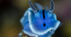 Nudibranquios: dando color al océano