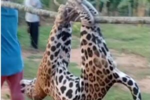 Otro jaguar es asesinado en la Sierra de Perijá