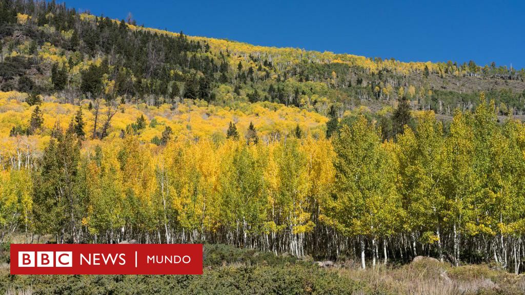 Pando, el árbol de más de 40 hectáreas considerado uno de los seres vivos más antiguos y pesados de la Tierra