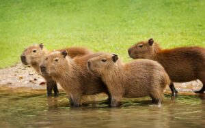 Parques y reservas donde puedes observar y convivir con capibaras