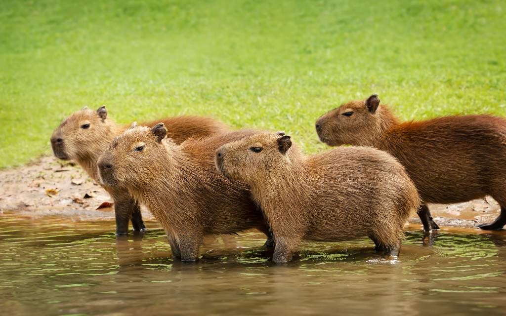 Parques y reservas donde puedes observar y convivir con capibaras
