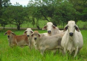 Piden a ganaderos que no maten las vacas preñadas