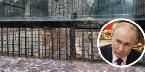 Putin regala una leona y osos a Corea del Norte mientras sus tropas luchan en Ucrania