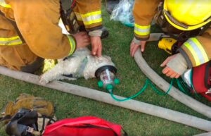 Rescatan dos perros en el incendio de una vivienda en Aragua