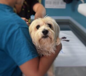 Se mantiene la alerta ante venta de fármacos falsos para animales