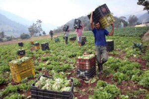 Solo 10% de los productores agrícolas utiliza tecnología para gestionar procesos