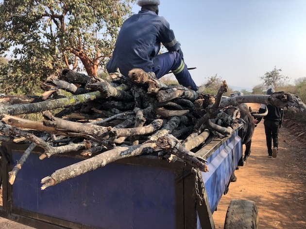 Tala de bosques golpea a pobladores rurales de Zimbabue con falta de madera : IPS Agencia de Noticias