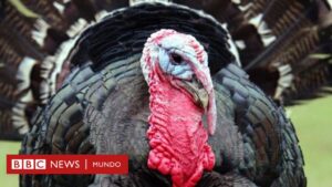 Thanksgiving: el poco conocido origen mexicano del pavo que se come en Acción de Gracias en Estados Unidos