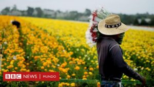 Trump vs. Harris: cómo sería EE.UU. sin inmigrantes