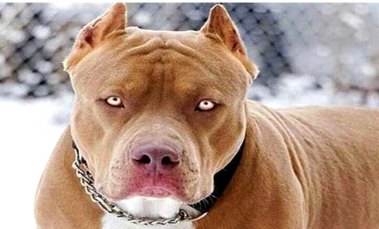Un pitbull le desfiguró el rostro a un niño