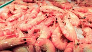 Venezuela planea producir 600 mil toneladas de camarones para 2030, con China como principal destino