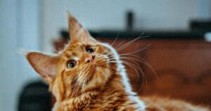 el gran error que cometemos al entender a nuestros felinos