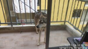 el perro será dado en adopción