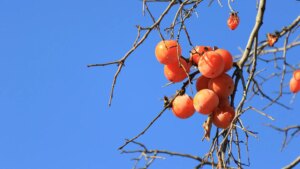 el truco para que el caqui se conserve más tiempo