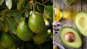 es rica en probióticos, vitamina E y grasas saludables, también reduce el colesterol