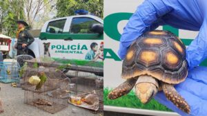 los animales recuperados tienen un avalúo superior a los $166 millones