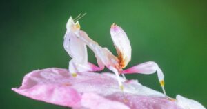 un depredador letal disfrazado de flor