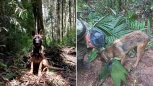 ¿Está vivo el perro Wilson? Lo que dijo integrante de la comunidad Uitoto tras un año y medio del rescate de niños indígenas