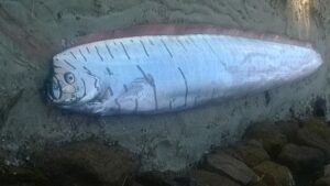 ¿Por qué se cree que el pez remo anuncia desastres naturales como terremotos y tsunamis? - AlbertoNews