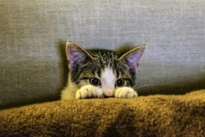 Amante De Los Gatos