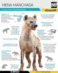 ▷ DatoIMP | Hiena Manchada: depredador subestimado