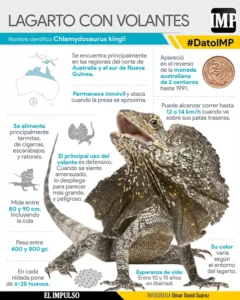 ▷ DatoIMP | Lagarto con Volantes: sacado de un cuento de hadas