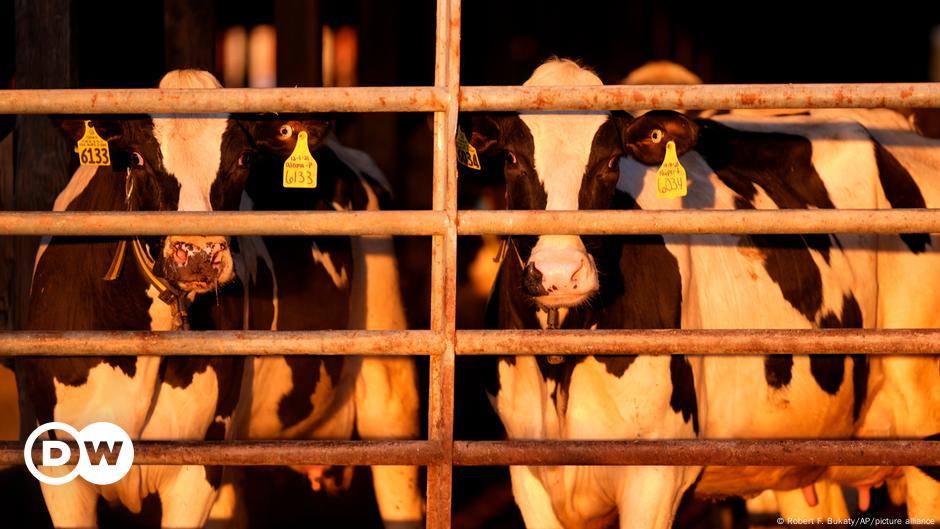 ¿Podría la gripe aviar H5N1 ser un riesgo para los humanos? – DW – 09/12/2024