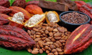 Acordaron nuevos precios para el cacao en el país