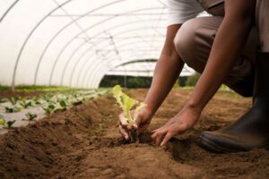 Agrónomos invitan planificar formas de pago para ciclo de siembra