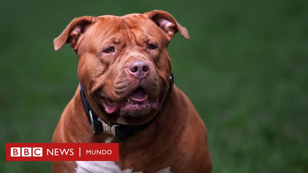 American bully XL: los 100 perros al mes que sacrifica Reino Unido desde que prohibió la raza