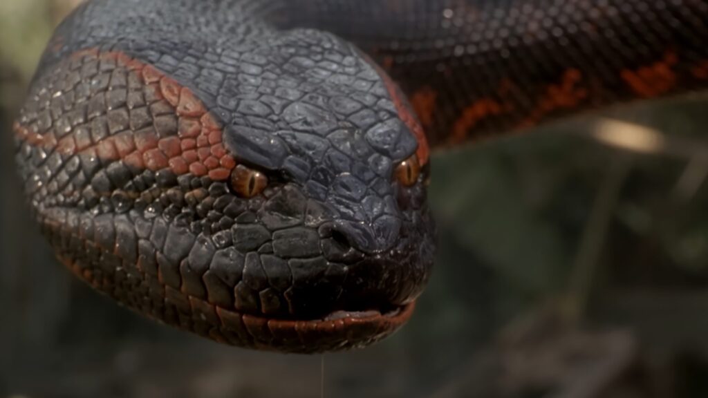 Anaconda, con Jack Black y Paul Rudd, es oficial y tiene fecha de estreno