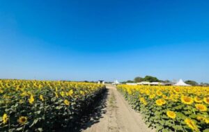 Arrancó la nueva temporada de girasoles en Portuguesa