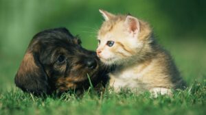Así afecta la pirotecnia a tus perros y gatos