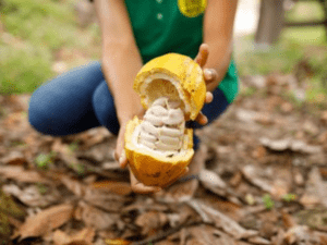 Cacao, sector clave para la economía nacional | Agro | Economía