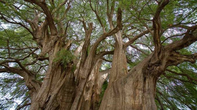 Cae rama gigante de un árbol sobre una casa en Sucre (Video)
