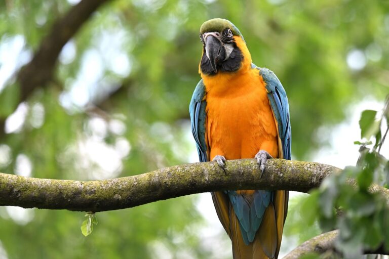 Club de pádel venezolano investigado anuncia reformas en canchas tras muerte de guacamaya - AlbertoNews