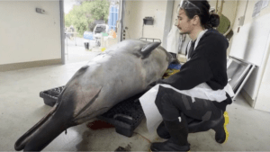 Comenzaron a diseccionar a la ballena más rara del mundo